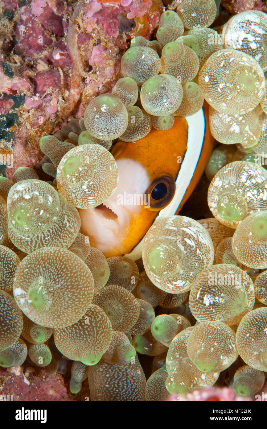 Clark's anemonefish, Amphiprion clarkii, Halmahera, Moluccas Sea, Indonesia, Pacific Ocean Stock Photo