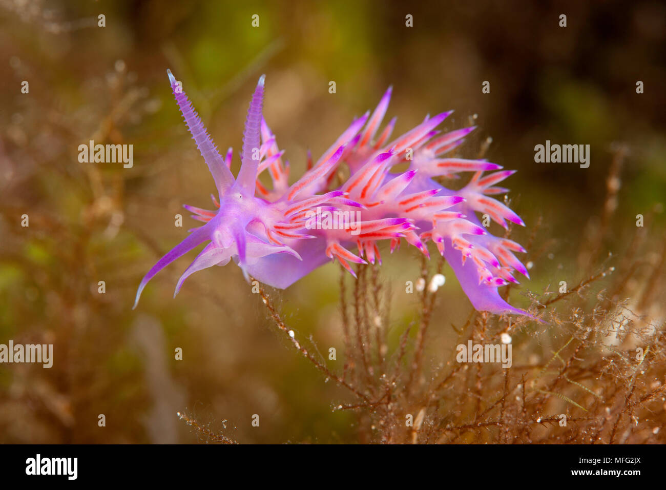 Nudibranch, Flabellina affinis, Marine Protected area Punta Campanella, Massa Lubrense, Penisola Sorrentina, Costa Amalfitana, Italy, Tyrrhenian Sea, Stock Photo