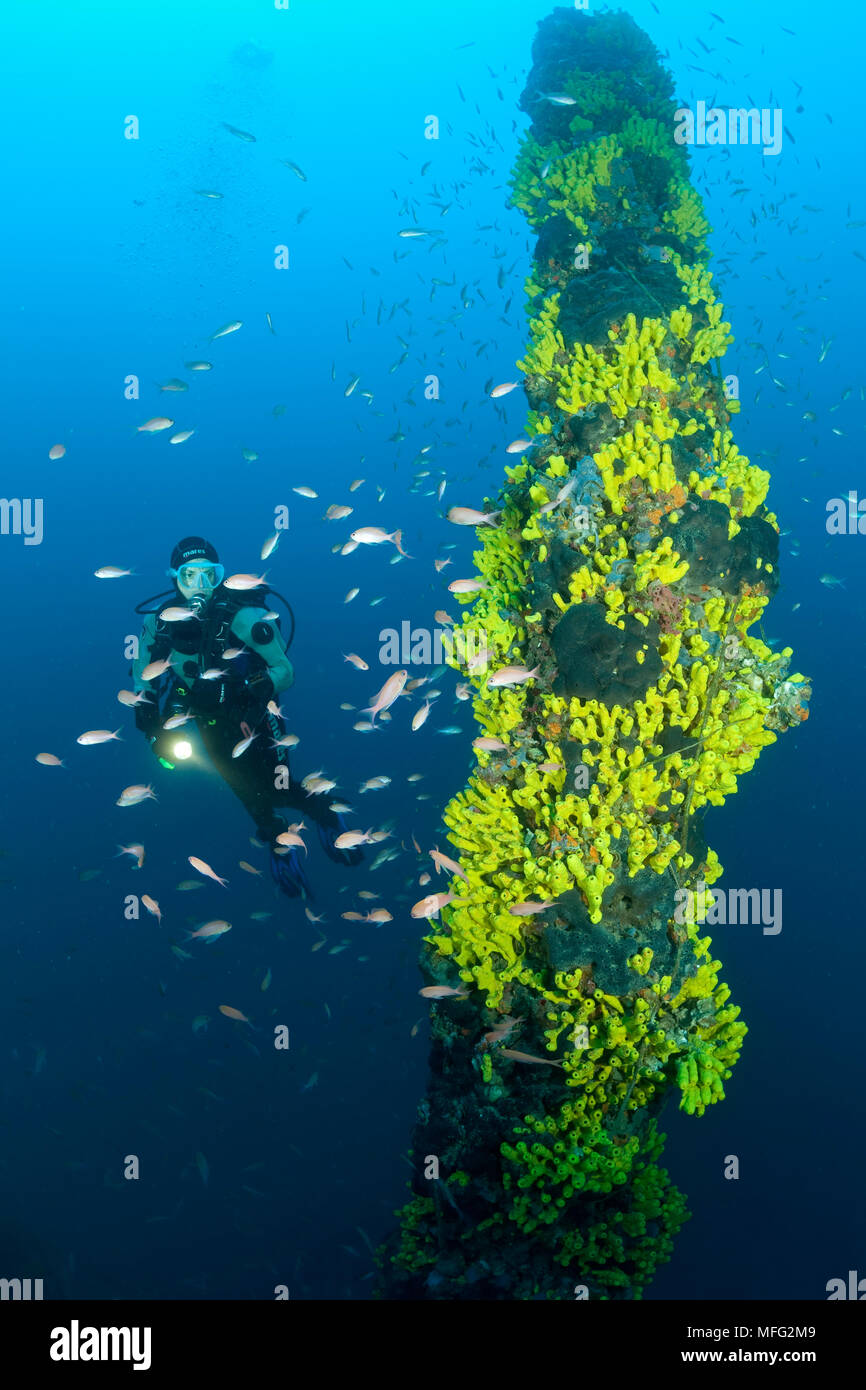 Scuba diver and yellow sponges, Aplysina cavernicola covering one of the mast of the   Taranto wreck (ex-Strassburg), SMS Strassburg was a light cruis Stock Photo