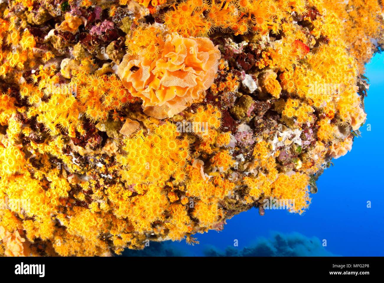 Rock covered with Parazoanthus axinellae and Bryozoa, Sertella sp. , 'La Botte' dive site, Ponza island, Italy, Tyrrhenian Sea, Mediterranean Stock Photo