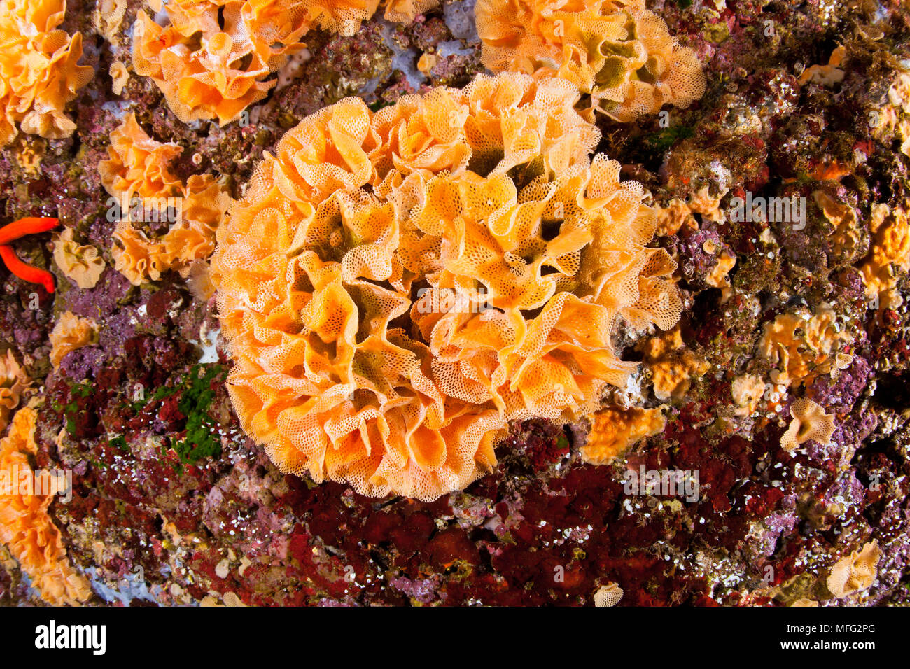 Bryozoa, Sertella septentrionalis , 'La Botte' dive site, Ponza island, Italy, Tyrrhenian Sea, Mediterranean Stock Photo