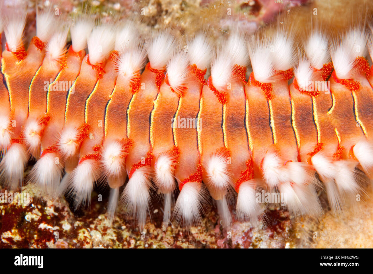 Detail of bearded fireworm, Hermodice carunculata, Dubrovnik, Croatia, Adriatic Sea, Mediterranean Stock Photo