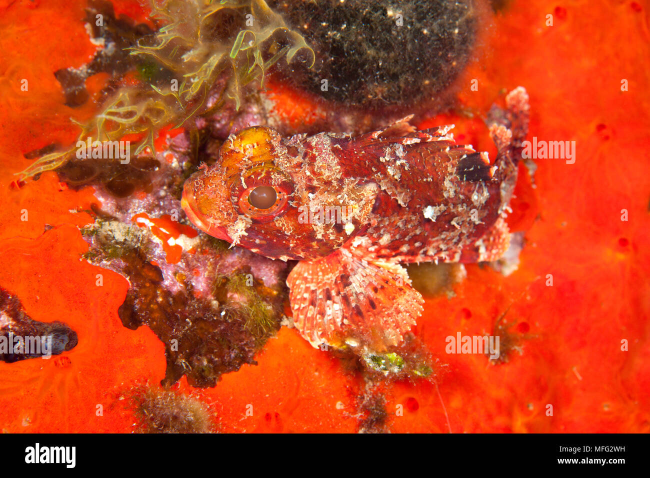 Small red scorpionfish, Scorpaena notata, Dubrovnik, Croatia, Adriatic Sea, Mediterranean Stock Photo