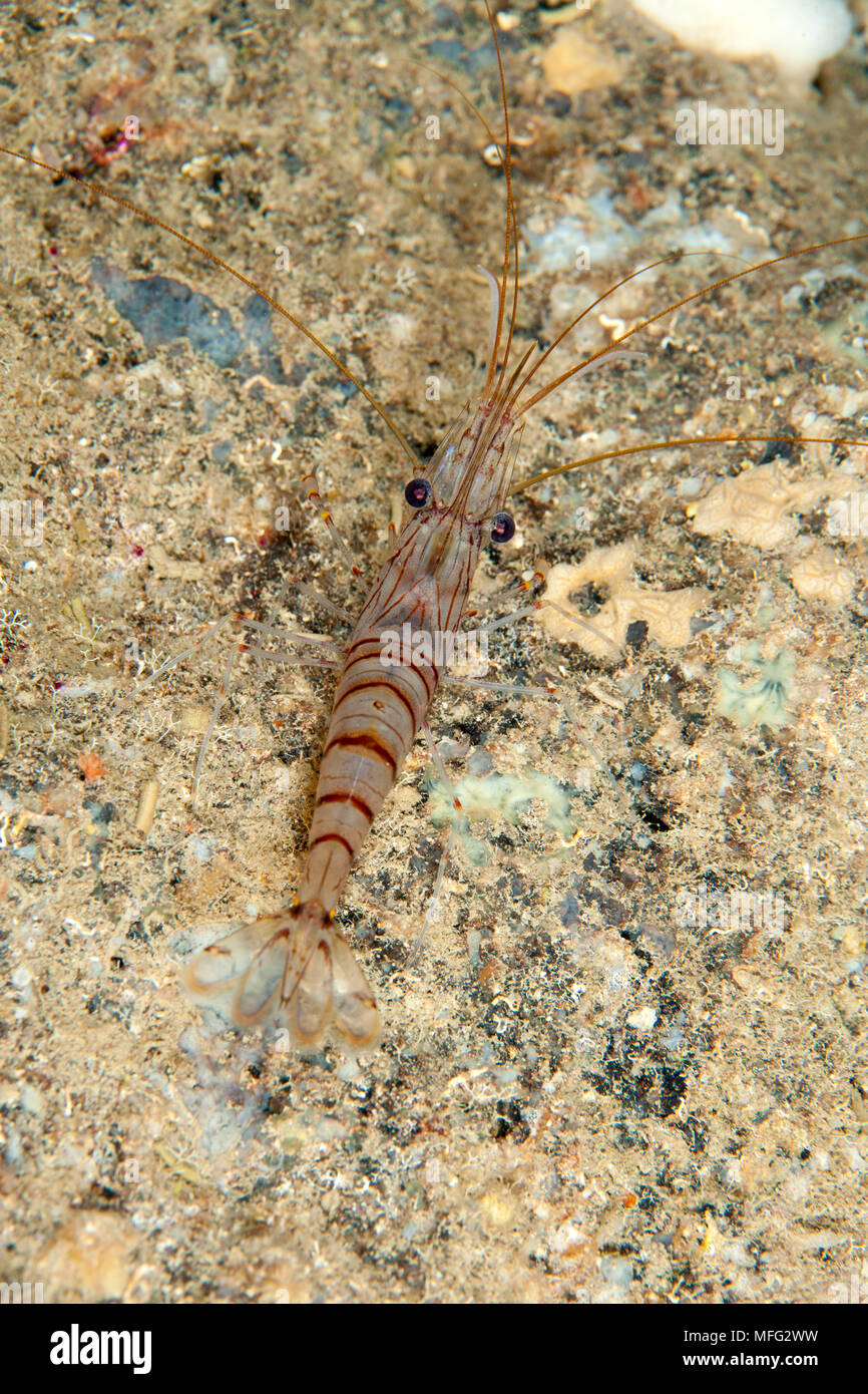 Shrimp, Palaemon serratus, Dubrovnik, Croatia, Adriatic Sea, Mediterranean Stock Photo