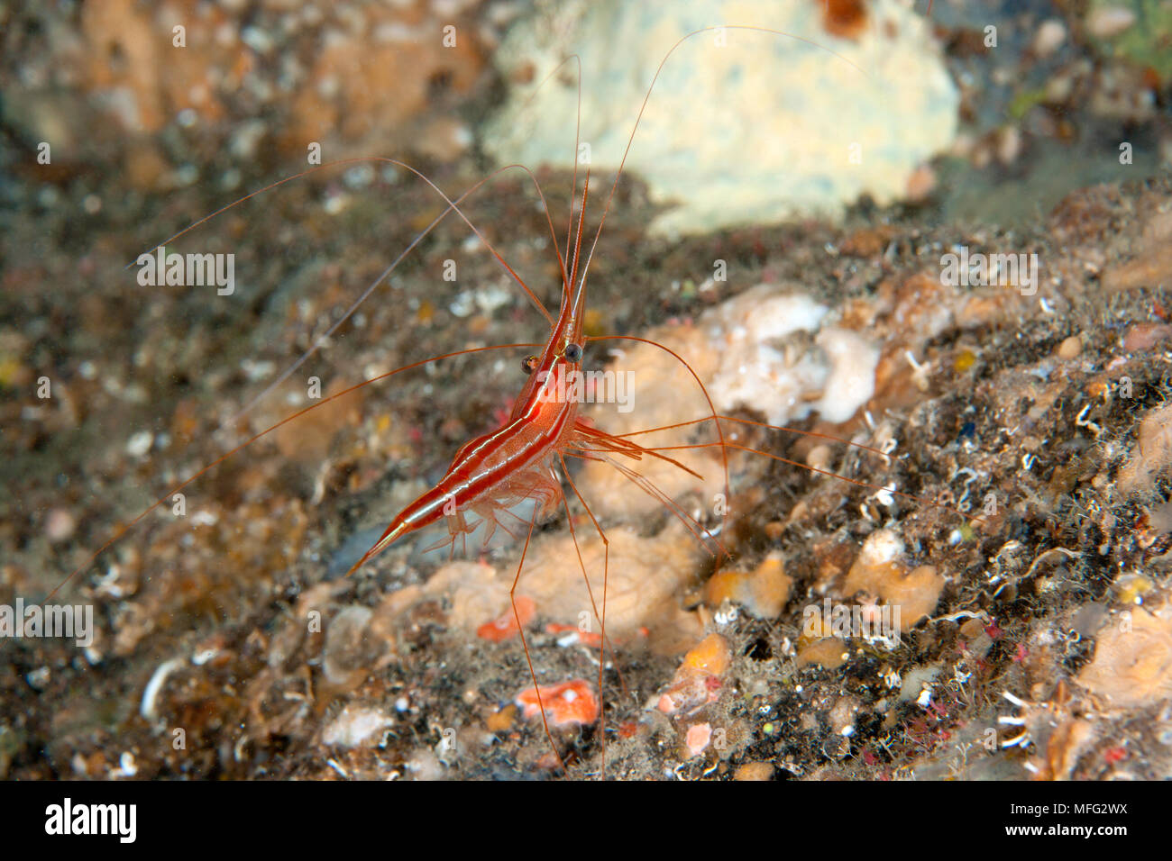 Shrimp, Plesionika narval, Dubrovnik, Croatia, Adriatic Sea, Mediterranean Stock Photo