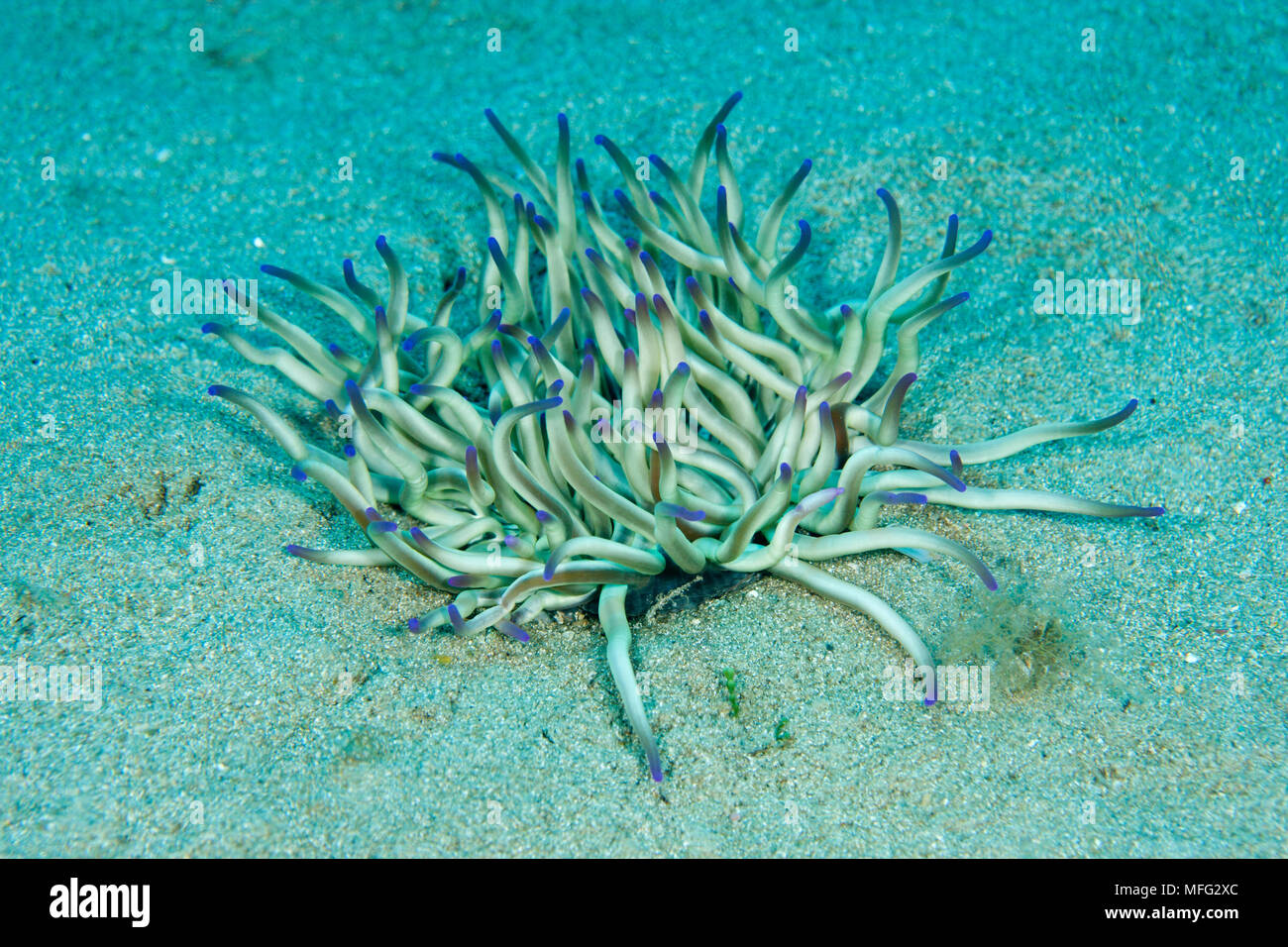 Actinaria, sand anemone, Condylactis aurantiaca, Ponza island, Italy, Tyrrhenian Sea, Mediterranean Stock Photo