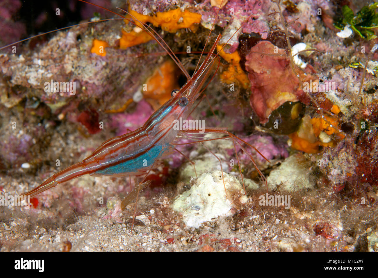 Shrimp, Plesionika narval, Ponza Island, Italy, Tyrrhenian Sea, Mediterranean Stock Photo