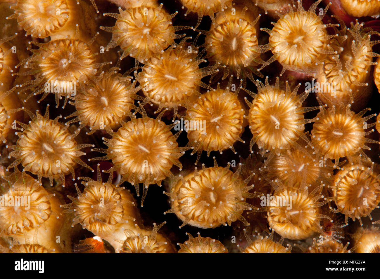 Pillow coral, cladocora caespitosa, Ponza Island, Italy, Tyrrhenian Sea, Mediterranean Stock Photo