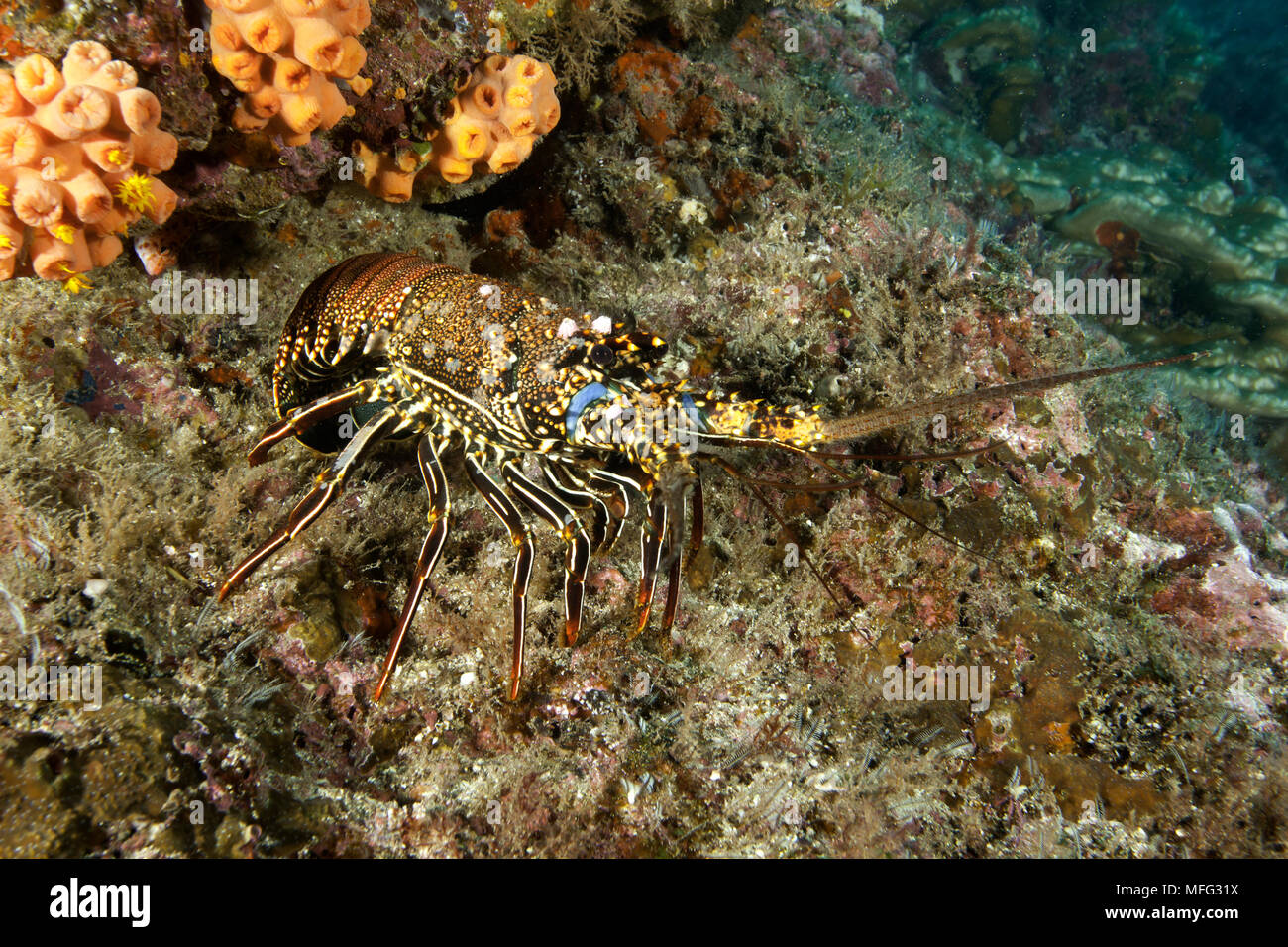 Spiny lobster, Panulirus penicillatus, Cocos Island, National Park, Natural World Heritage Site, Costa Rica, East Pacific Ocean Stock Photo