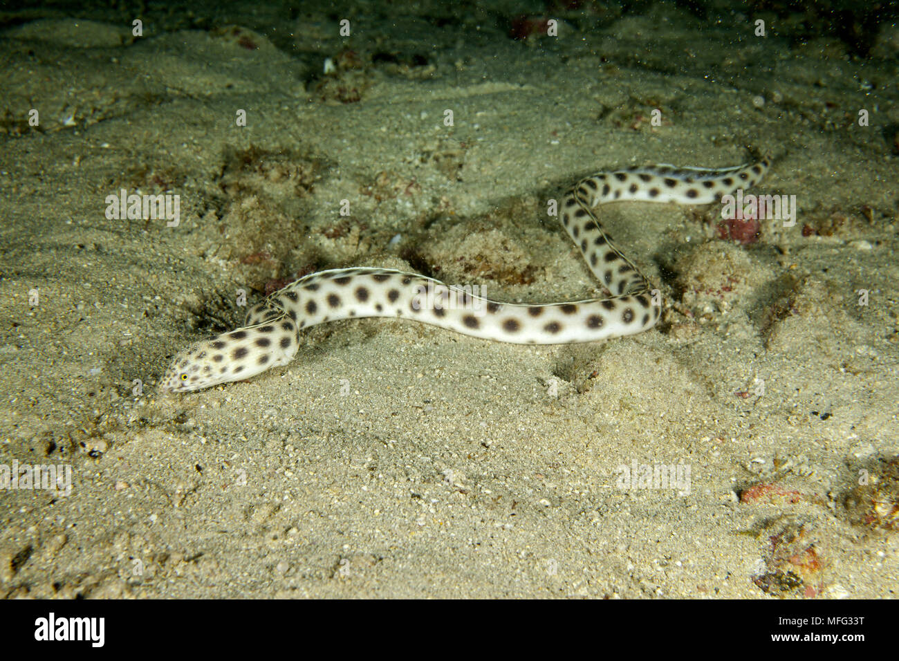 Tiger snake eel, Myrichthys tigrinus, Cocos Island, National Park, Natural World Heritage Site, Costa Rica, East Pacific Ocean Stock Photo