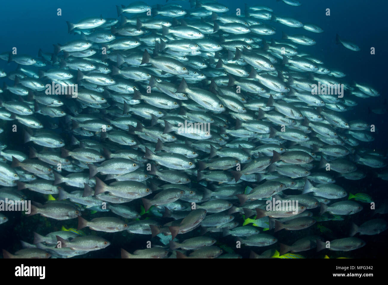 Shoal of Whipper snapper, Lutjanus jordani, Cocos Island, National Park, Natural World Heritage Site, Costa Rica, East Pacific Ocean Stock Photo