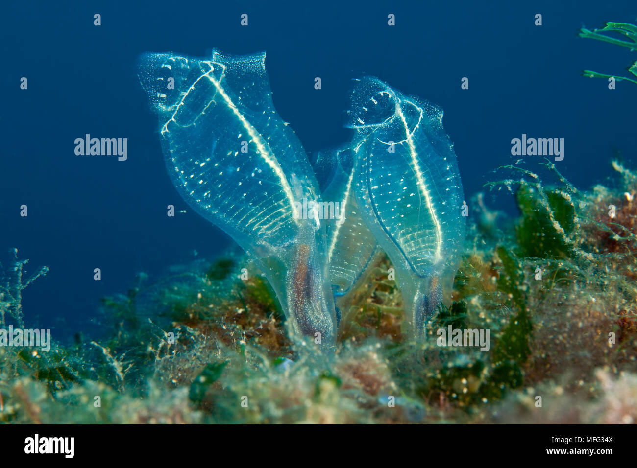 Clavelina lepadiformis, light-bulb sea squirt, Santa Teresa, Sardinia, Italy, Tyrrhenian Sea, Mediterranean Stock Photo