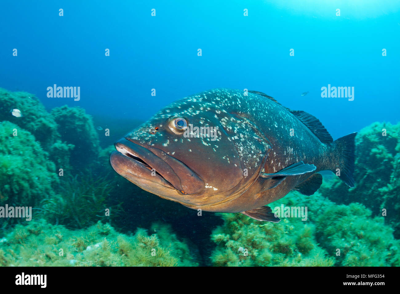 Dusky grouper, Ephinepelus marginatus, Endangered (IUCN), Santa Teresa, Sardinia, Italy, Tyrrhenian Sea, Mediterranean Stock Photo