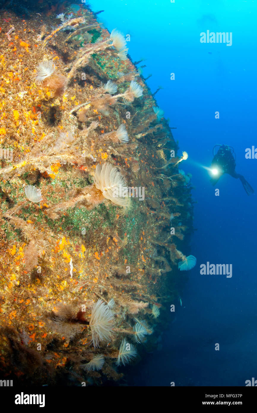 Scuba diver exploring Viana wreck, the hull is covered with spiral Tube-worm, Sabella spallanzani. The vessel set on fire in the Horta harbour. In att Stock Photo