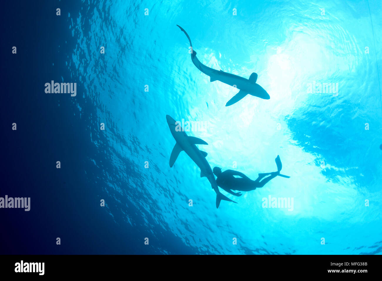Free diver Robert with Blue shark, Prionace glauca, Pico Island, Azores, Portugal, Atlantic Ocean Stock Photo