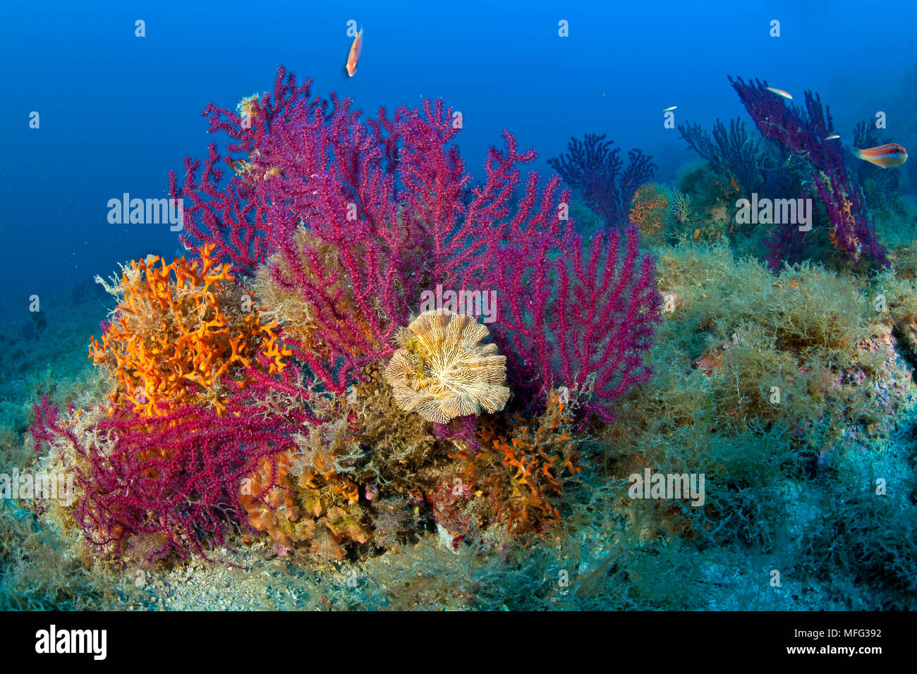 Seafan, Red Gorgonian, Paramuricea clavata with bryozoan, Sertella septentrionalis and bryozoan Pentapora fascialis, Marine Protected area Punta Campa Stock Photo