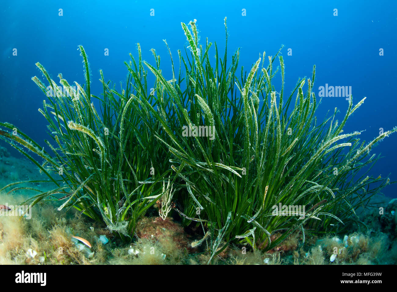 Seagrass Meadows, Posidonia Oceanica, Marine Protected area Punta ...
