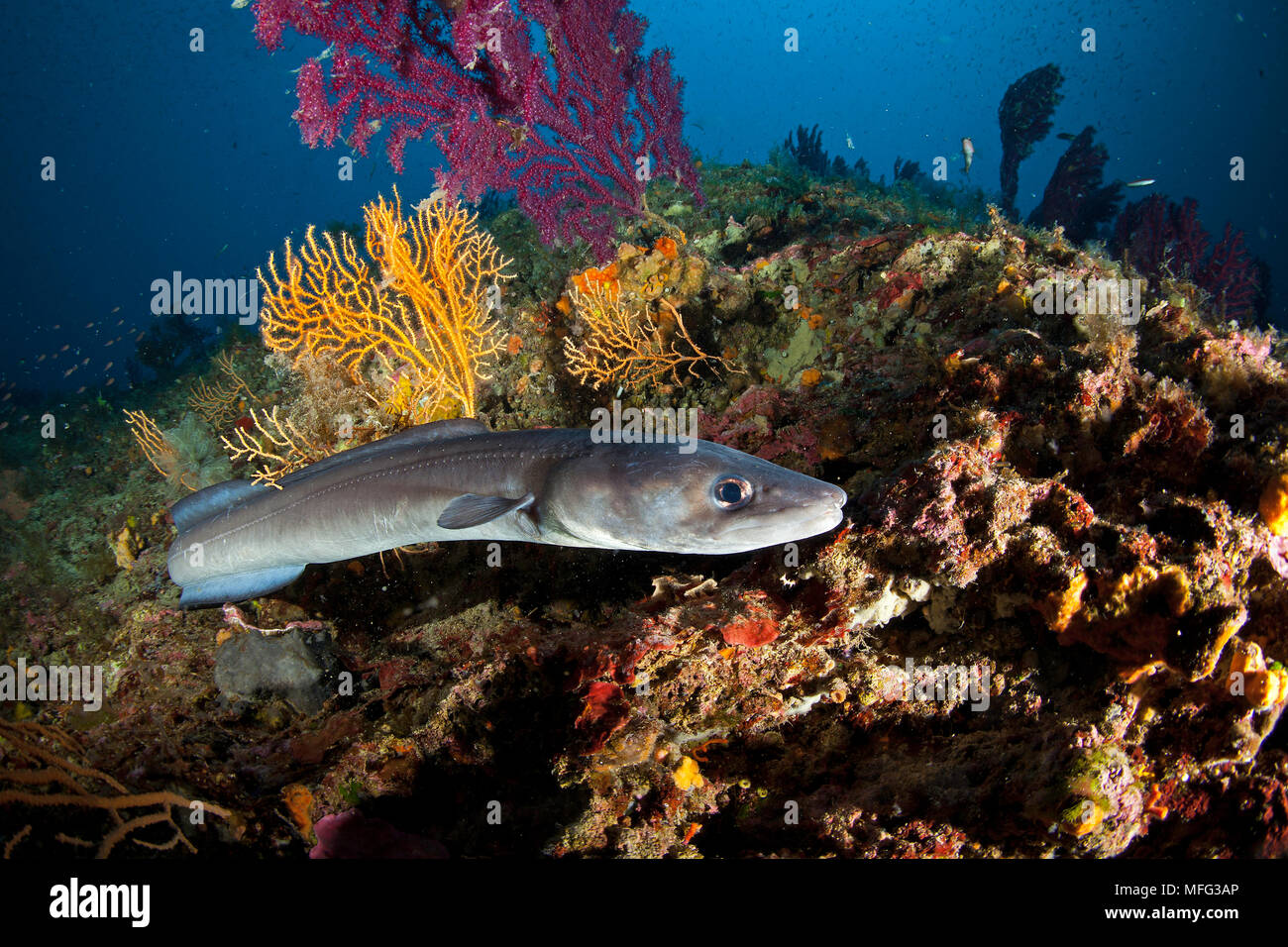 Conger eel, conger conger, Punta Carena, Capri Island, Penisola Sorrentina, Costa Amalfitana, Italy, Tyrrhenian Sea, Mediterranean Stock Photo