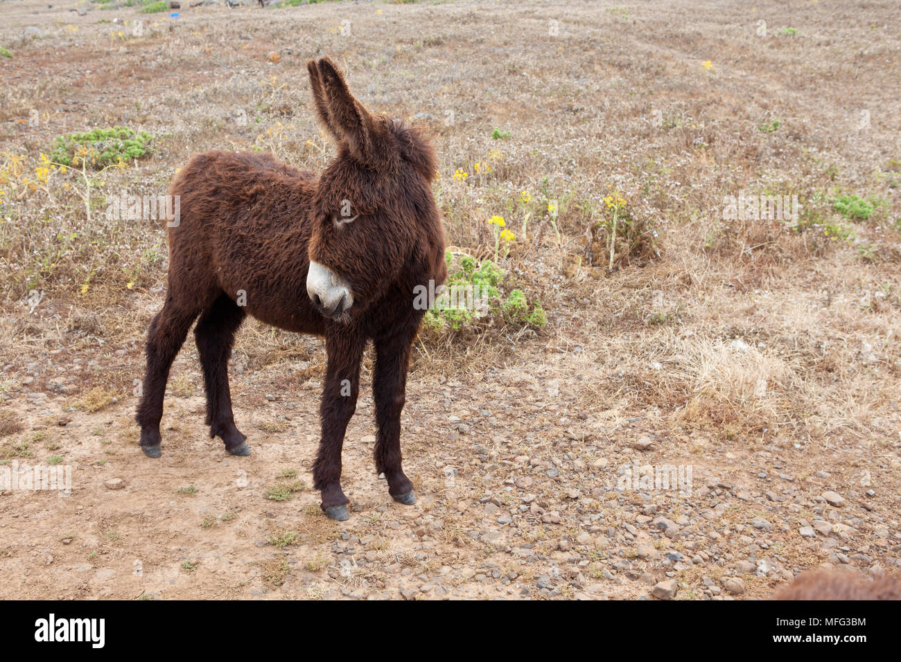 Donkey, Ustica Island, Italy, Thyrrenian Sea, Mediterranean Stock Photo