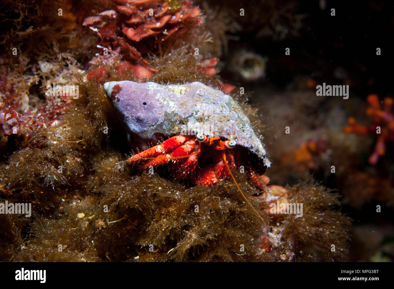 Hermit crab, Dardanus calidus, Ustica Island, Italy, Thyrrenian Sea, Mediterranean Stock Photo