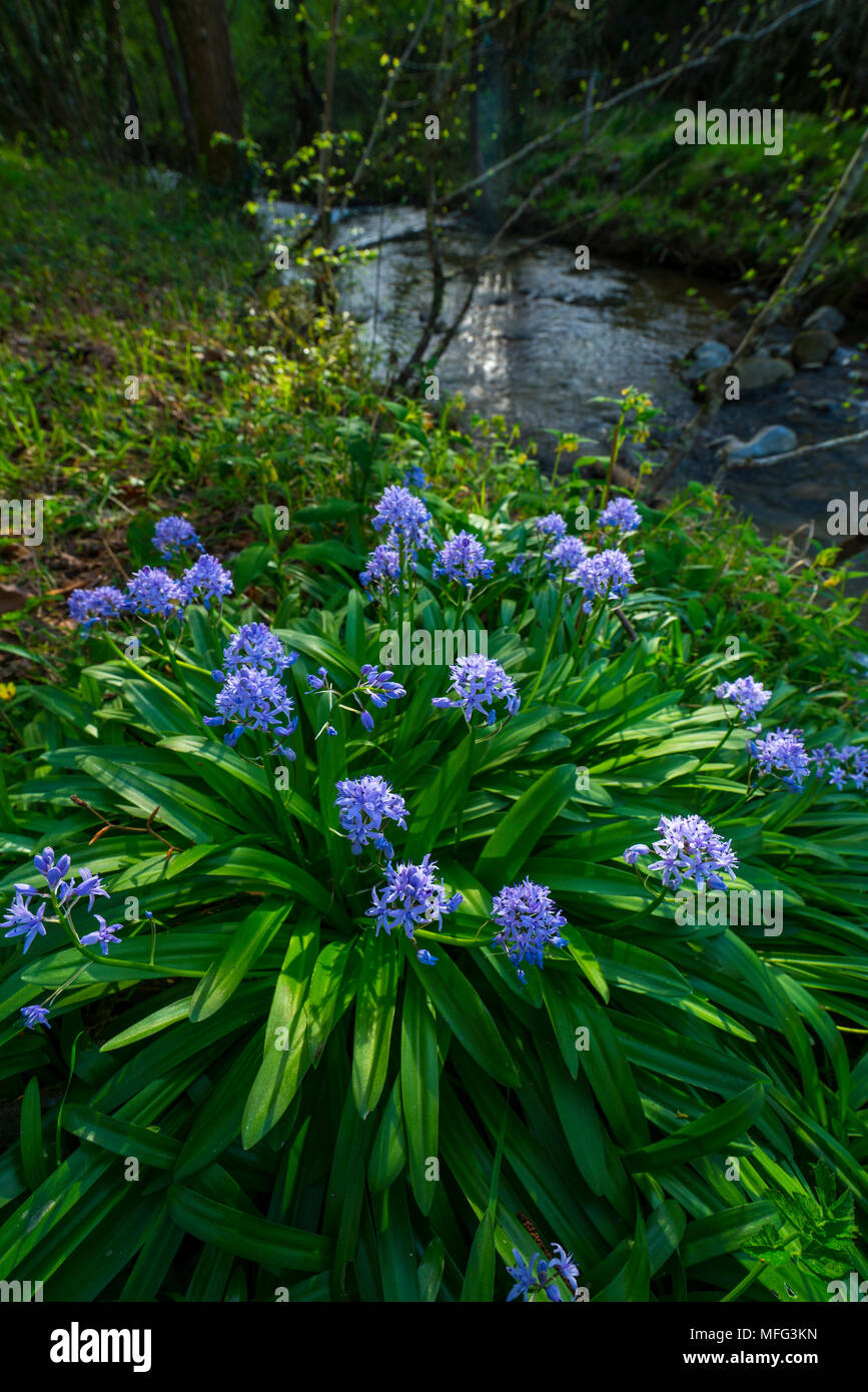 Scilla lilio-hyacinthus, Ibarra, Orozko, Bizkaia, Basque Country, Spain, Europe Stock Photo