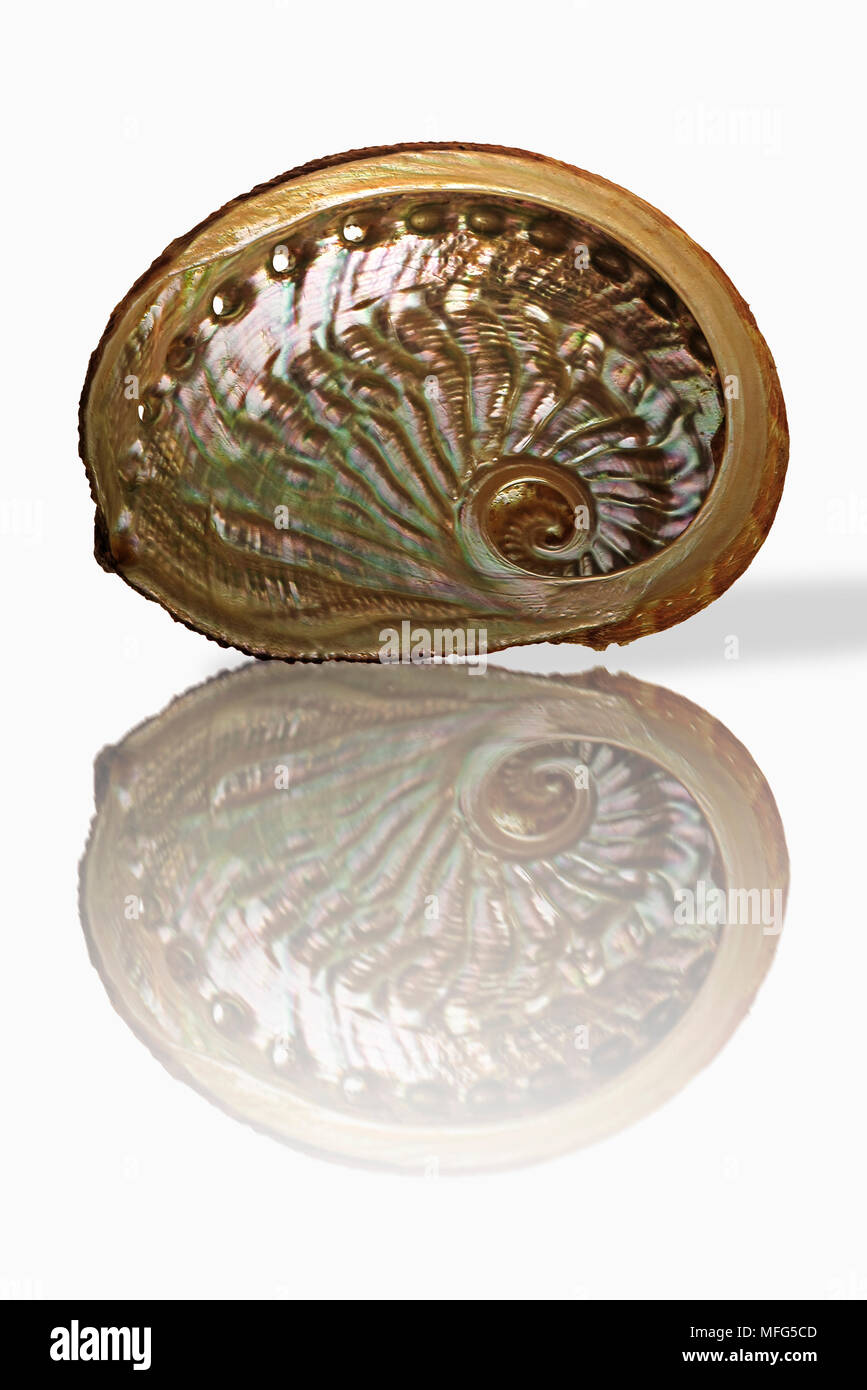 EMMA'S ABALONE Haliotis emmae Indian and Pacific ocean. On white background. Digital Composite. Stock Photo
