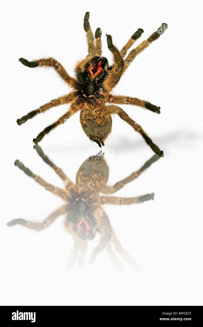 BABOON SPIDER Family. Theraphosidae When alarmed or threatened it rears up with front legs outstretched. Has long fangs and poison is mildly toxic. So Stock Photo
