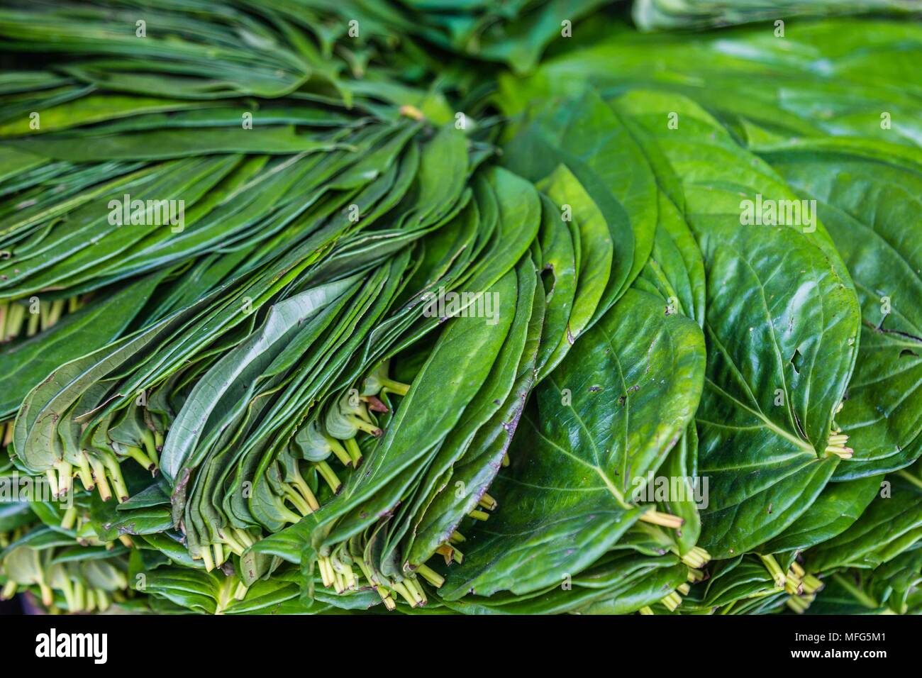Background with sheaf or green betel leafs Stock Photo