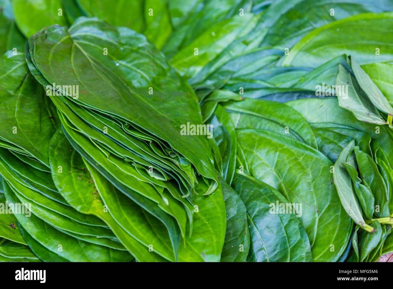 Green betel leafs Stock Photo