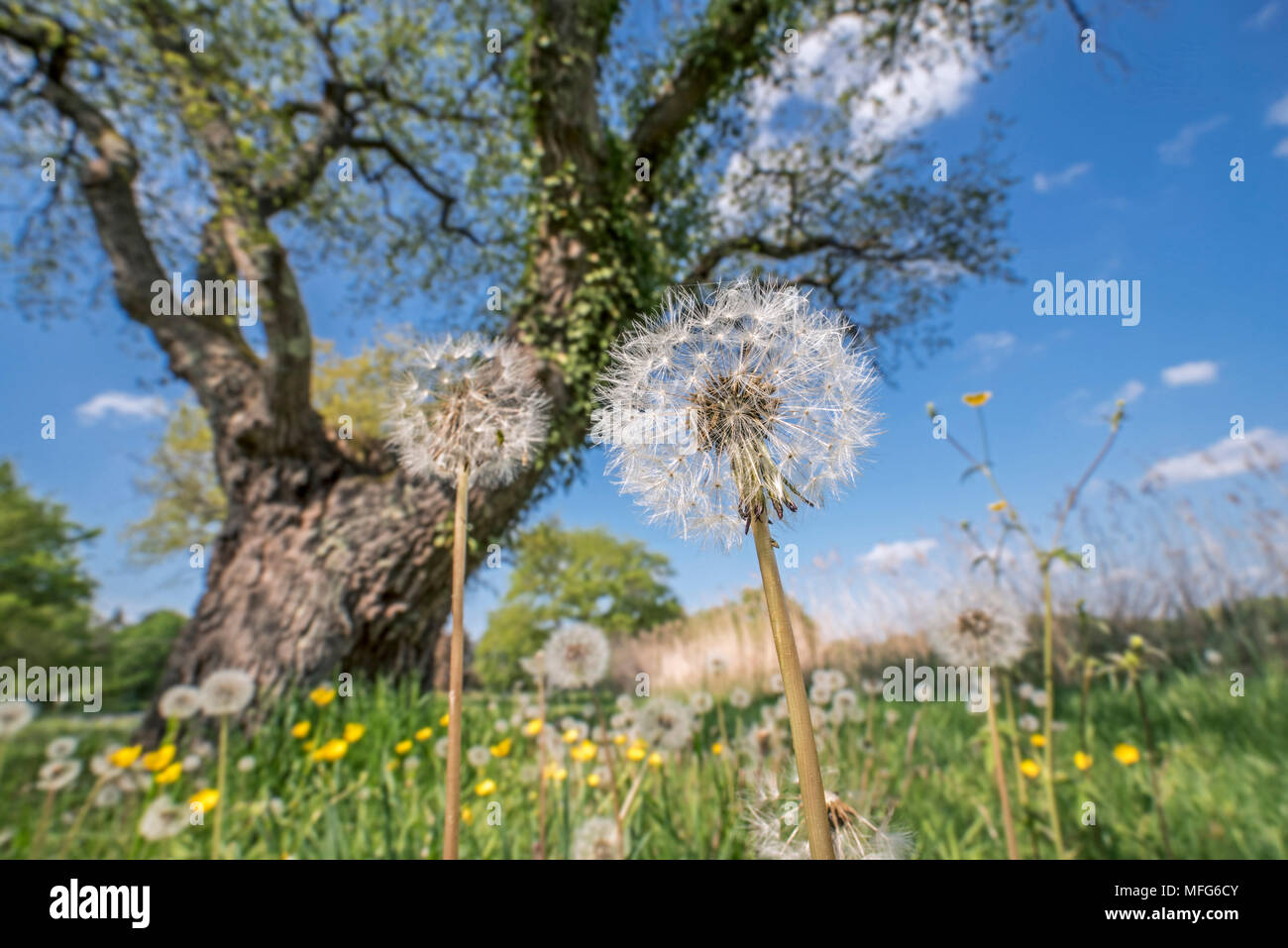Seed heads of common dandelions (Taraxacum officinale) under English oak / pedunculate oak tree (Quercus robur) in meadow in spring Stock Photo