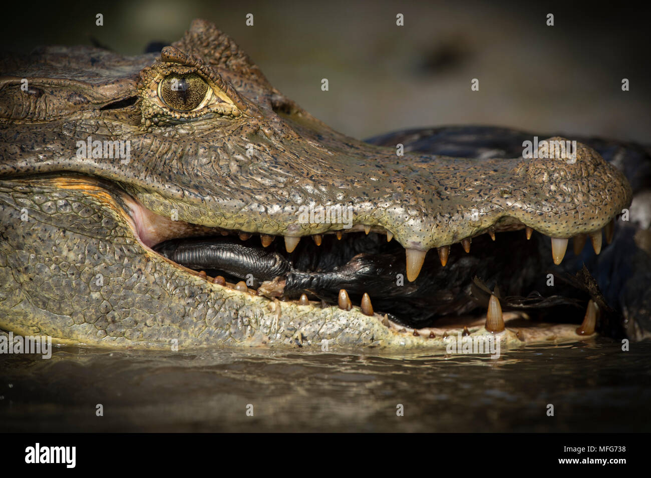 Spectacled caiman hires stock photography and images Alamy