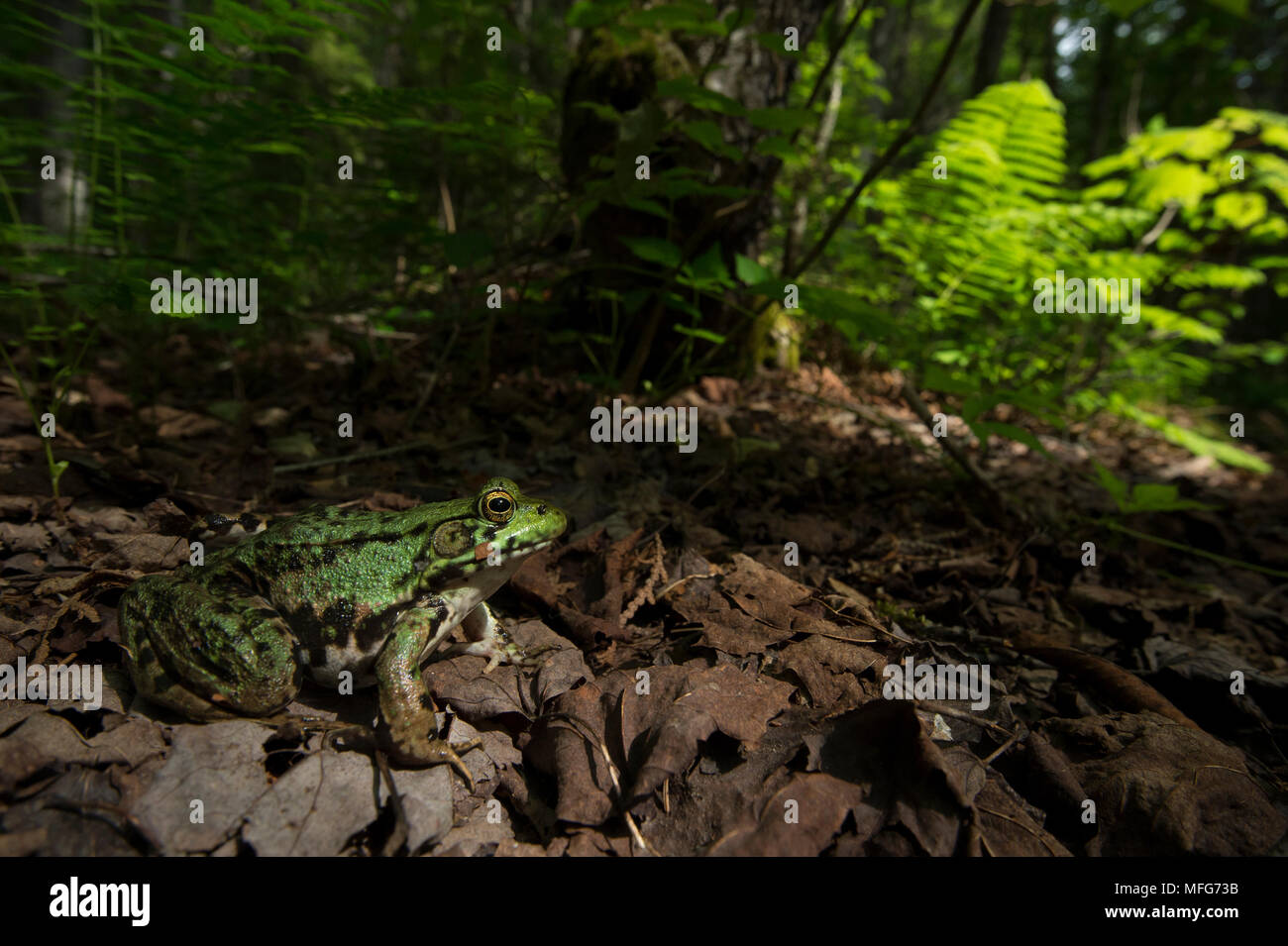 Green frog, Lithobates clamitans in New Brunswick, Canada Stock Photo