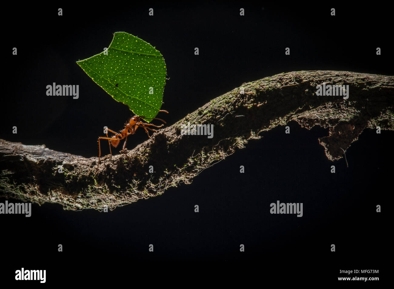 Leaf-cutter ants, Atta sp. in Costa Rica Stock Photo