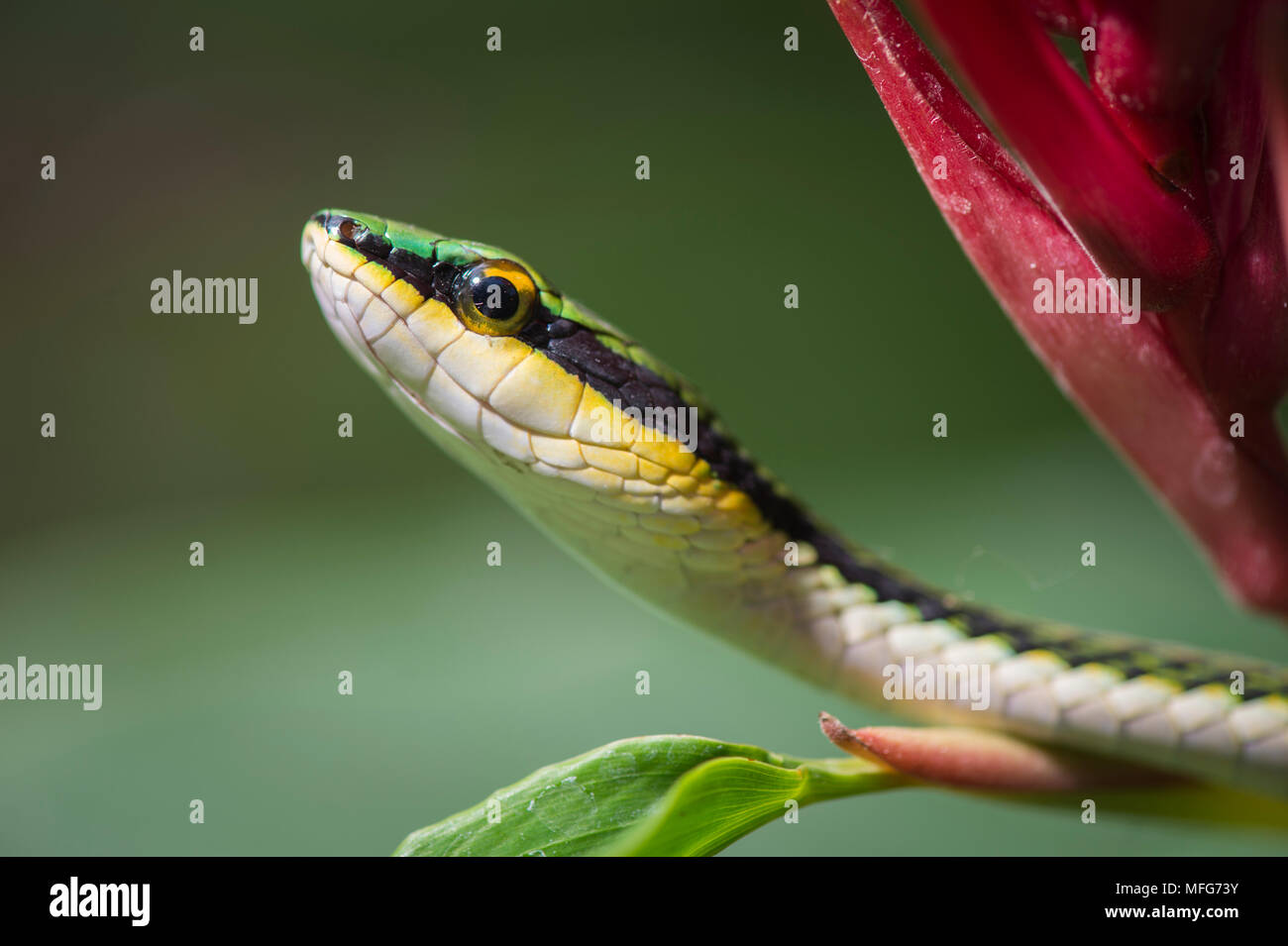 Parrot snake costa rica 7132 hires stock photography and images Alamy