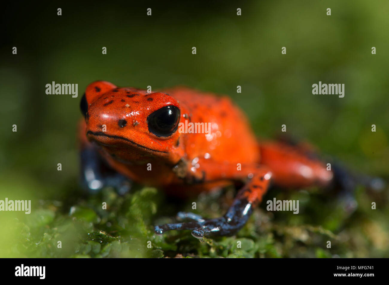 Strawberry poison-dart frog, Oophaga pumilio, Costa Rica Stock Photo