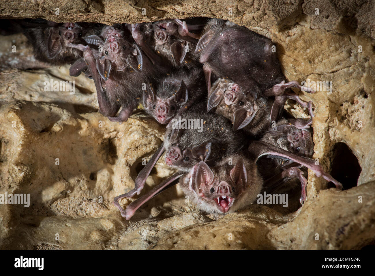 Common vampire bat, Desmodus rotundus in Costa Rica Stock Photo - Alamy