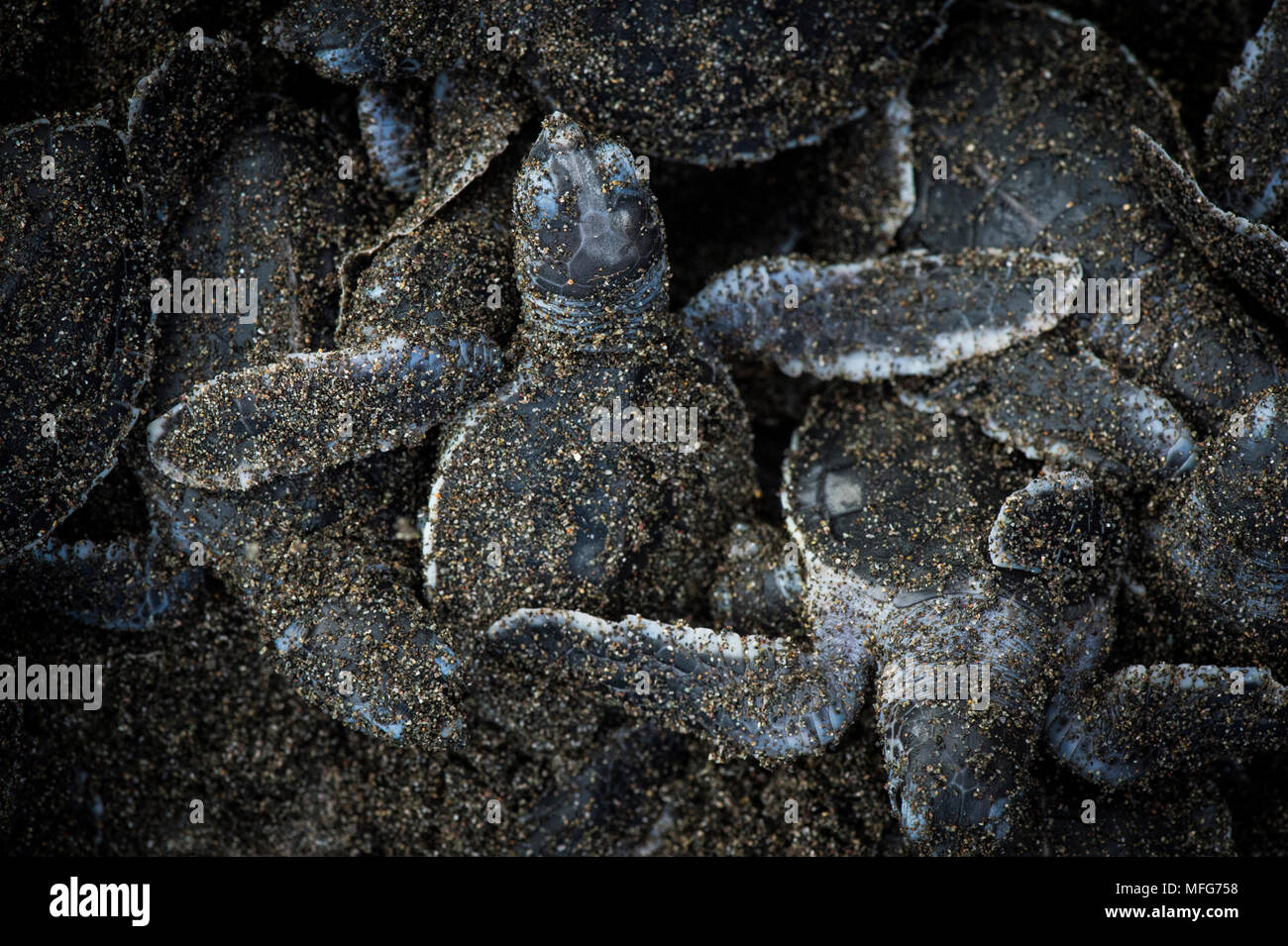 Green sea turtle hatchlings  Chelonia mydas  emerging from a nest in Tortuguero National Park  Costa Rica. Stock Photo