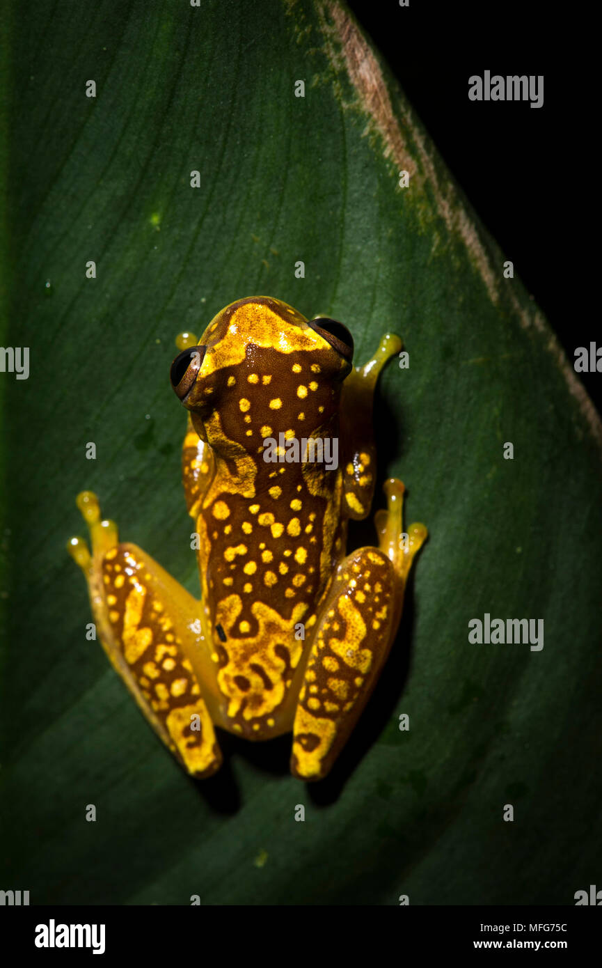 An hourglass treefrog  Dendropsophus ebraccatus  in Tortuguero National Park  Costa Rica Stock Photo