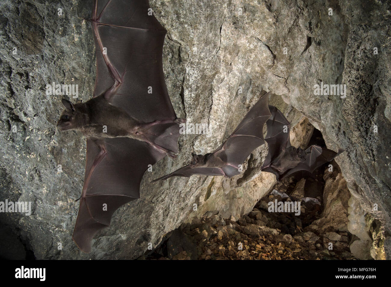 Greater spear-nosed bats, Phyllostomus hastatus, three shot composite leaving a cave in Costa Rica Stock Photo