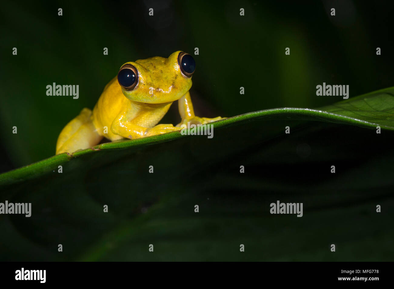 Olive-snouted treefrog, scinax elaeochroa, in Tortuguero National Park, Costa Rica Stock Photo