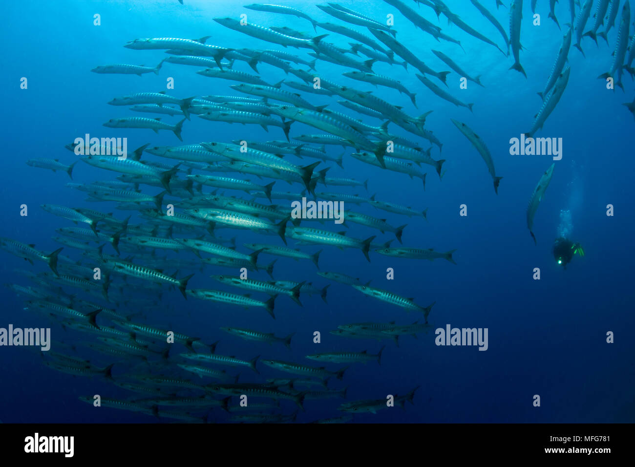 scuba diver with school of barracuda, Sphyraena qenie, Black Forest Reef, Balicasag Island, Panglao Island, South  Bohol, Central Visayas, Philippines Stock Photo