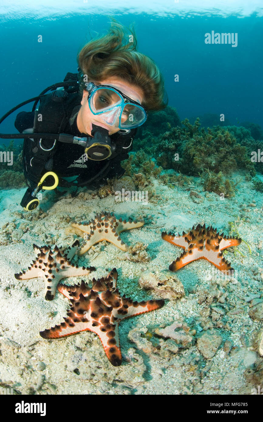 scuba diver looking Horned sea stars, Protoreaster nodosus, Arco Point, Alona Beach, Panglao Island, South  Bohol, Central Visayas, Philippines, Pacif Stock Photo