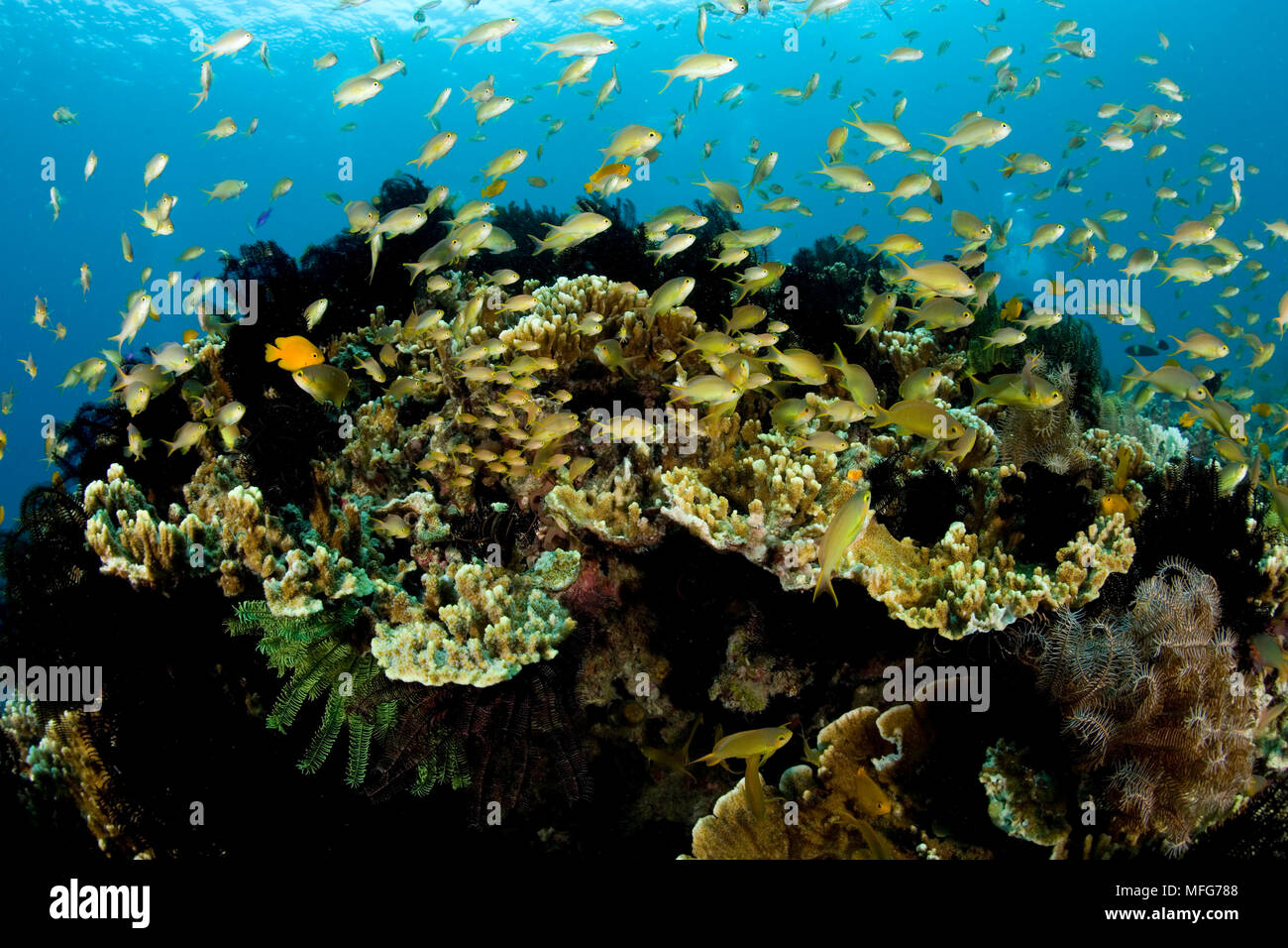 coral reef with shoal of Jewel basslet, Pseudanthias squamipinnis, Arco Point, Alona Beach, Panglao Island, South  Bohol, Central Visayas, Philippines Stock Photo