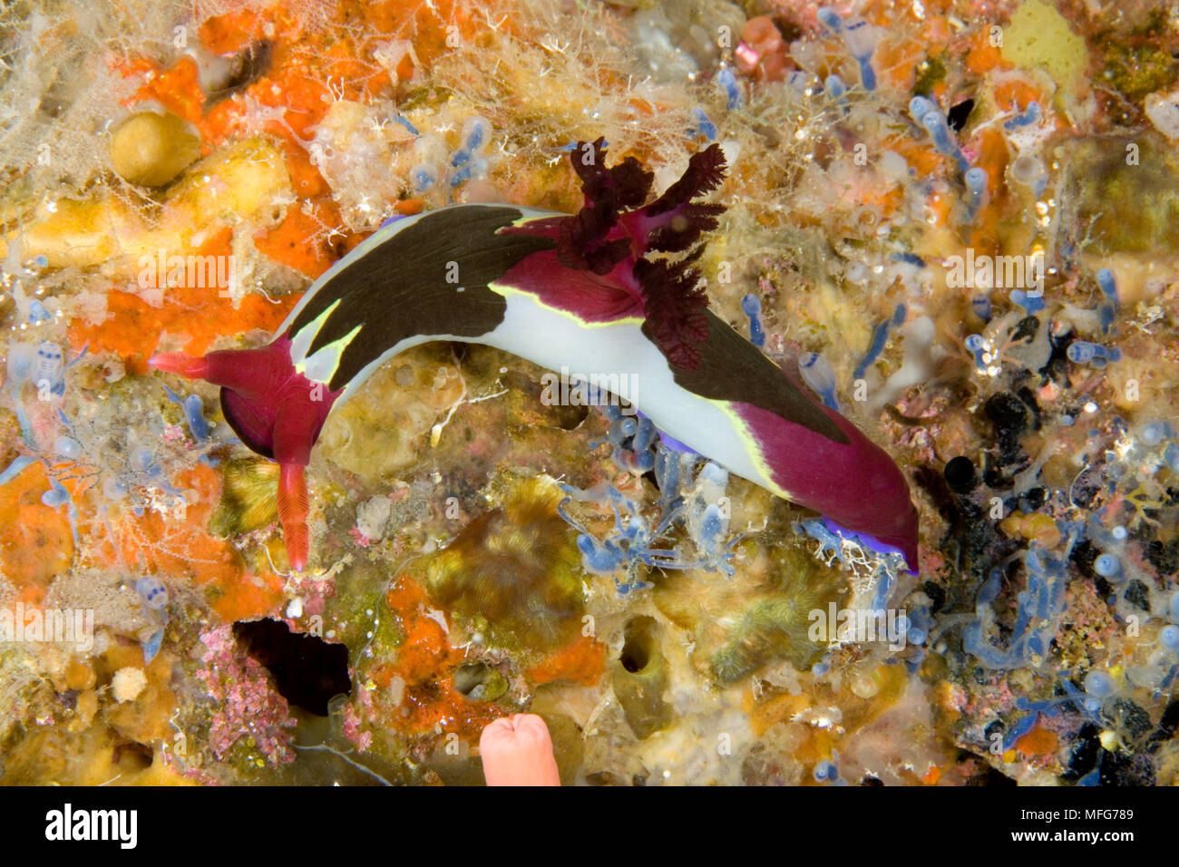 nudibranch, Nembrotha chamberlaini, Divers Heaven Reef, Beach, Panglao Island, South  Bohol, Central Visayas, Philippines, Pacific Ocean  Date: 24.06. Stock Photo