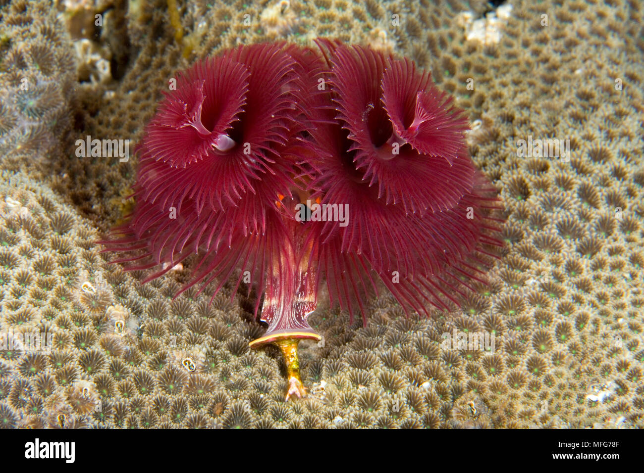 Christmas tree worm, Spirobranchus giganteus, Divers Heaven Reef, Beach, Panglao Island, South  Bohol, Central Visayas, Philippines, Pacific Ocean  Da Stock Photo