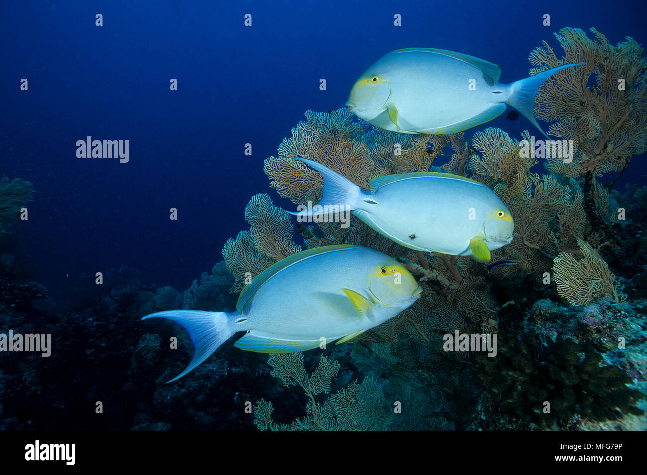 yellowfin surgeonfish, Acanthurus xanthopterus Valenciennes, Aldabra Atoll, Natural World Heritage Site, Seychelles, Indian Ocean  Date: 24.06.08  Ref Stock Photo