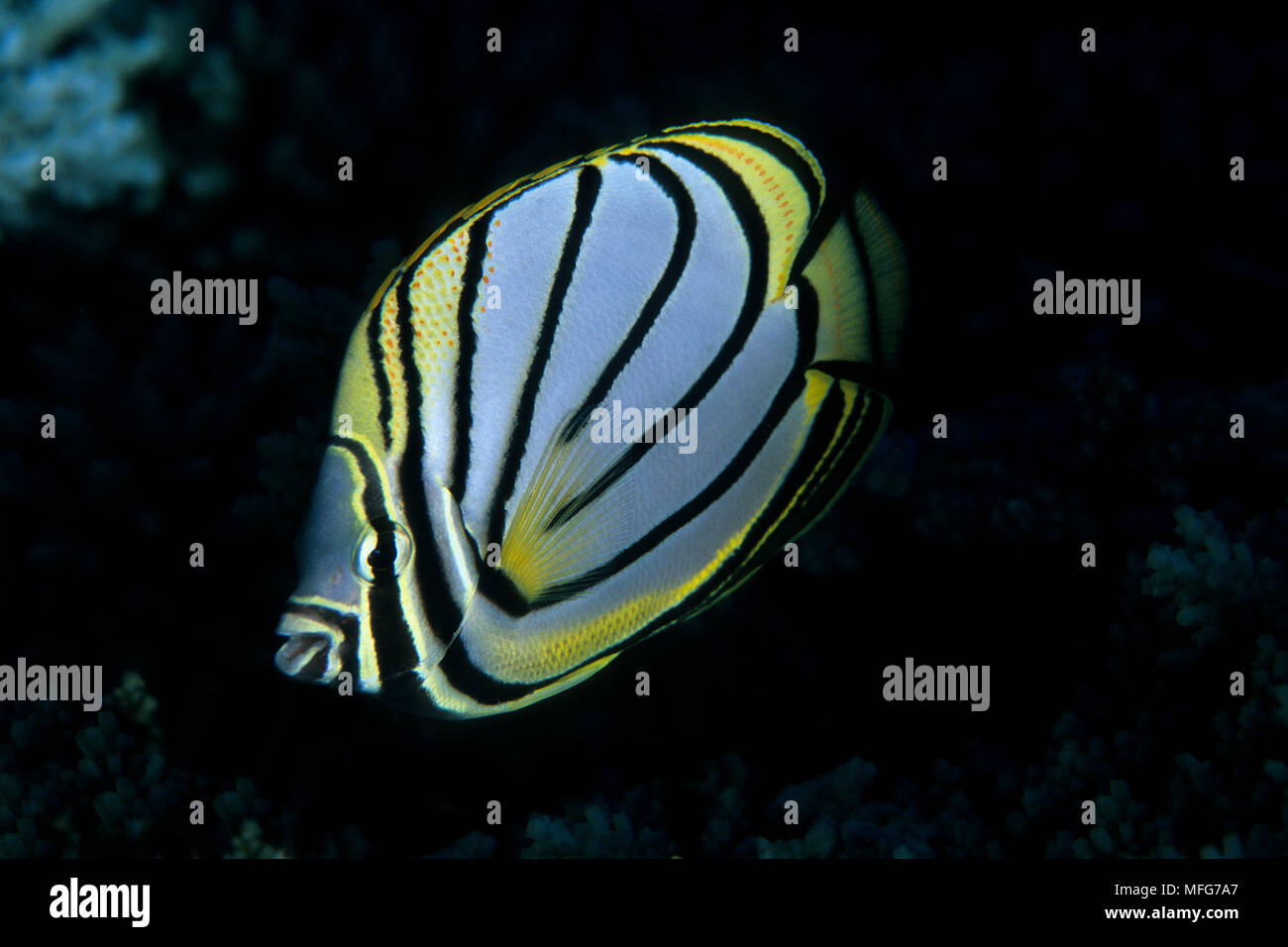Meyer's butterflyfish, Chaetodon meyeri, Aldabra Atoll, Natural World Heritage Site, Seychelles, Indian Ocean  Date: 24.06.08  Ref: ZB777 115630 0033 Stock Photo