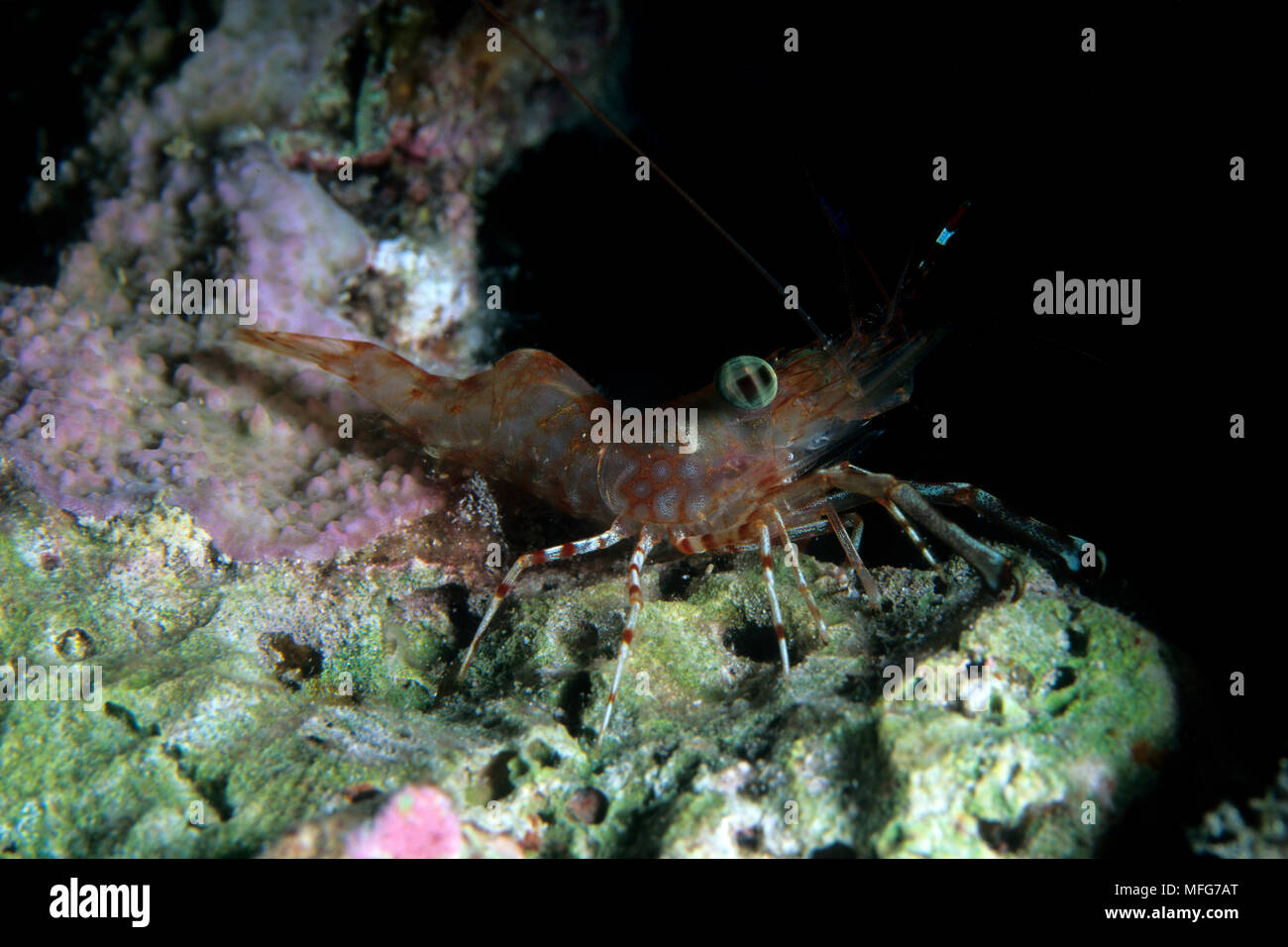 reticulated hinge-beak shrimp, Cinetorhynchus reticulatus, Aldabra Atoll, Natural World Heritage Site, Seychelles, Indian Ocean  Date: 24.06.08  Ref: Stock Photo