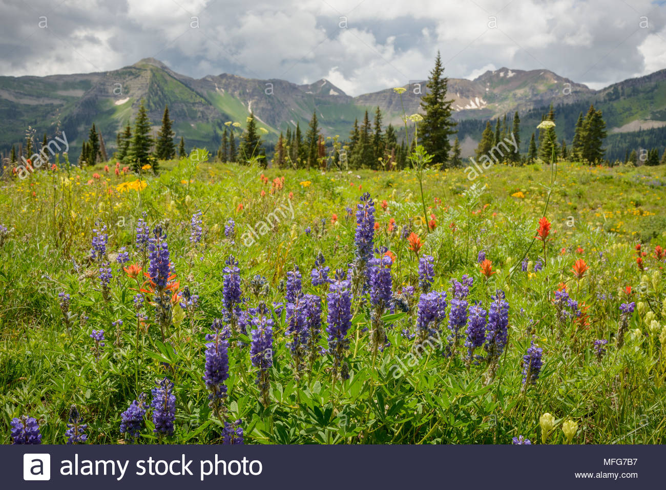Wildflower Capital Of Colorado Stock Photos & Wildflower Capital Of