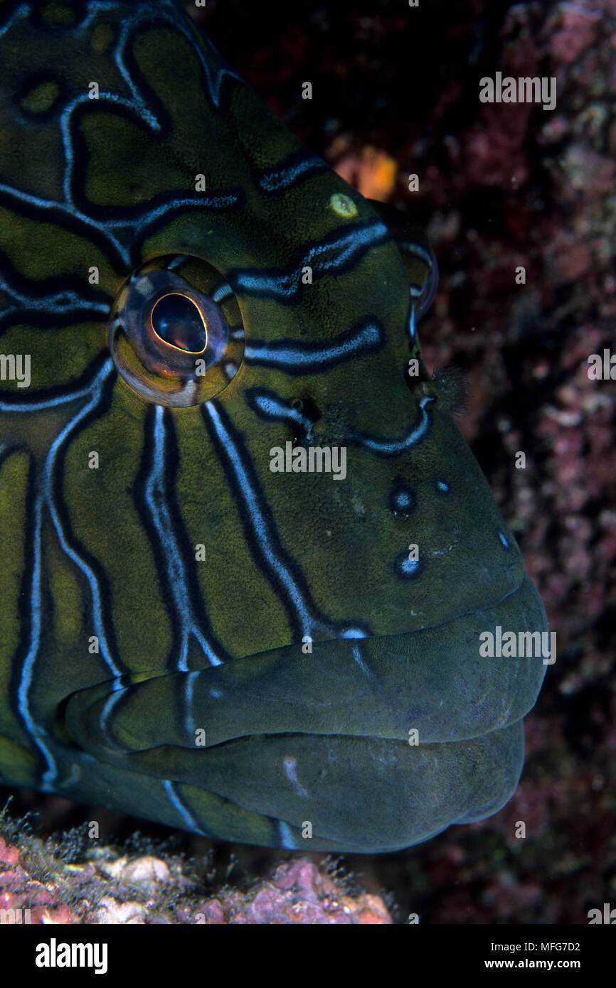 portrait of giant hawkfish, Cirrhitus rivulatus, Sea of Cortez, Baja
